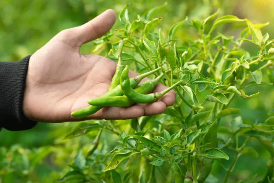 কেঁচা জলকীয়া
