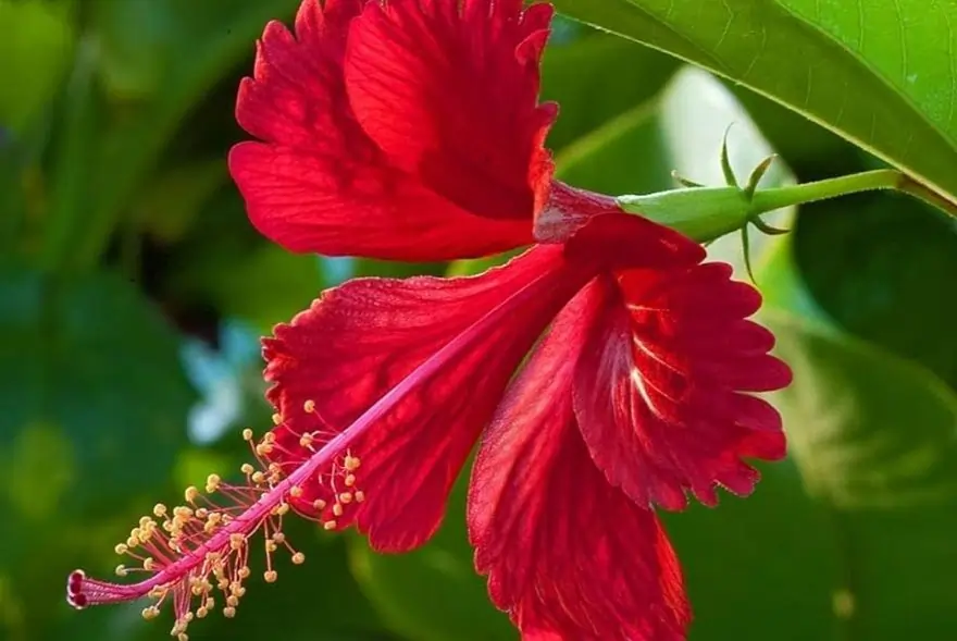 চুলিৰ বাবে অতি উপকাৰী জবা ফুল