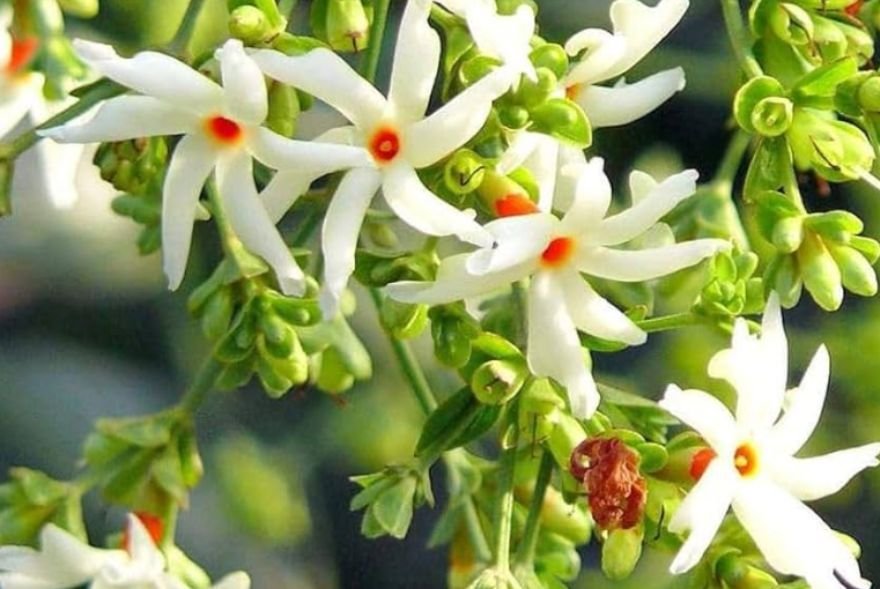 সৌন্দৰ্যৰ লগতে ঔষধি গুণেৰেও সমৃদ্ধ শেৱালি ফুল স্বাস্থ্যৰ বাবে কিমান উপকাৰী জানেনে…