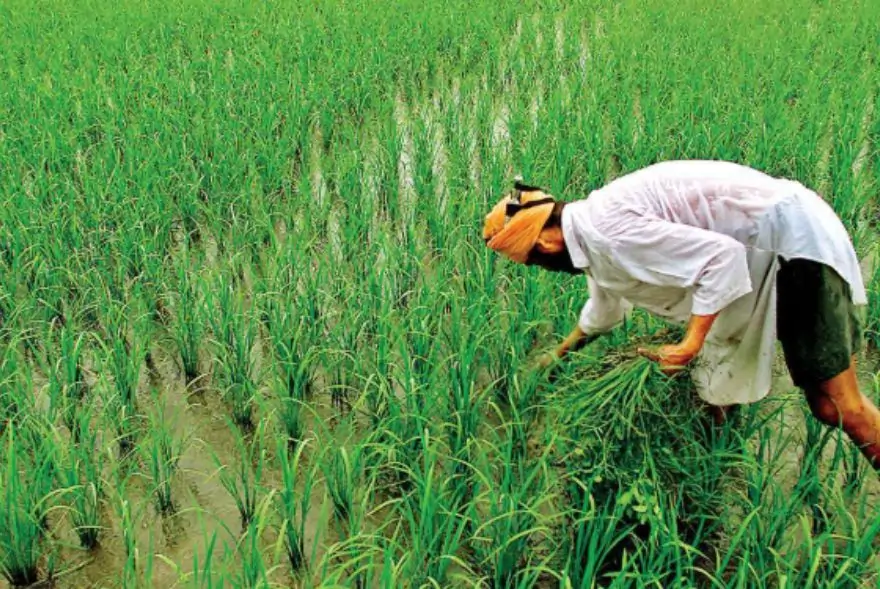 এইসকল কৃষকে নাপাব পি এম কিষাণৰ ২২ নং কিস্তিৰ ধন ! তালিকাত আপোনাৰ নাম আছে নে নাই এতিয়াই কৰক পৰীক্ষা