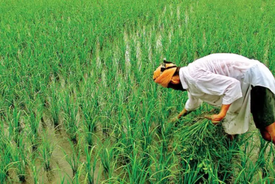 ফাকুৱাৰ পূৰ্বেই লাভ কৰিব পাৰে পিএম কিষাণৰ ২০০০ টকা! জানক শেহতীয়া আপডেট
