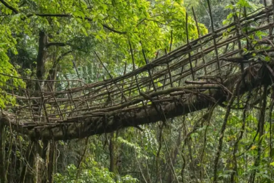 ইউনেস্ক’ৰ বিশ্ব ঐতিহ্য ক্ষেত্ৰৰ মৰ্যাদাৰ বাবে মনোনীত মেঘালয়ৰ জীৱন্ত শিপাৰ সেতু