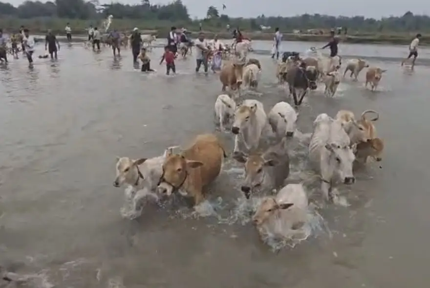 আজি গৰু বিহু, ৰাজ্যজুৰি উখল-মাখল পৰিৱেশ