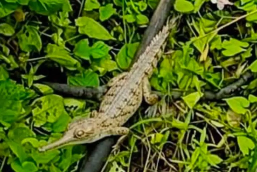 অসমৰ নদীত প্ৰকৃতিৰ চমৎকাৰ!পশ্চিম কাৰ্বি আংলঙত প্ৰত্যক্ষ হ’ল বিপন্ন প্ৰজাতিৰ ঘৰিয়াল