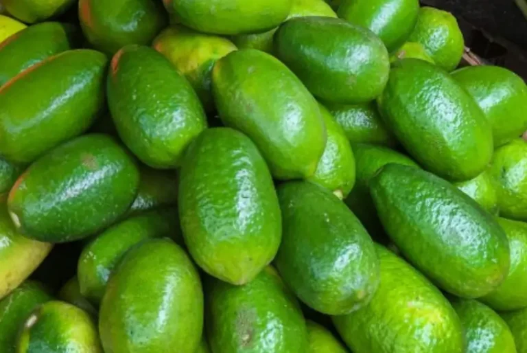 ডুবাইলৈ ৰপ্তানি হ’ল GI-টেগযুক্ত অসমৰ কাজি নেমু