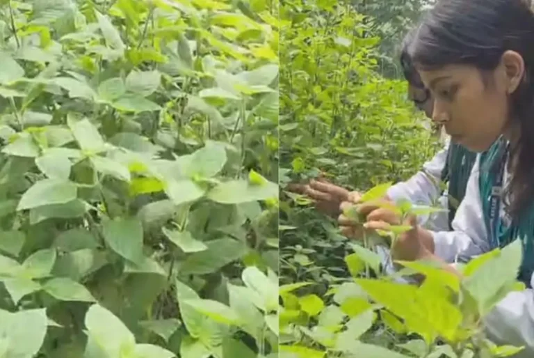 উত্তৰ-পূব ভাৰতত ‘চেলভিয়া মিচেল্লা’ৰ প্ৰথম উপস্থিতি লিপিৱদ্ধ: কলিয়াবৰ মহাবিদ্যালয় ছাত্ৰ-ছাত্ৰীৰ সাফল্য