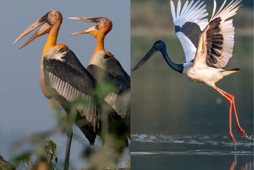 চৰাইৰো স্বৰ্গভূমি কাজিৰঙা! ৰাষ্ট্ৰীয় উদ্যানখনৰ পক্ষী বৈচিত্ৰ্যক লৈ গৌৰৱান্বিত মুখ্যমন্ত্ৰী