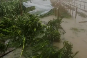 প্ৰলয়ংকৰী বানৰ পিছত এইবাৰ টাইফুন 'বাভী'ৰ তাণ্ডৱ, ১৭ লাখৰো অধিক লোকক স্থানান্তৰ